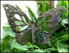 Butterfly Plant Stick - Garden Plant Stakes - Haitian Steel Drum - 10" x 13"